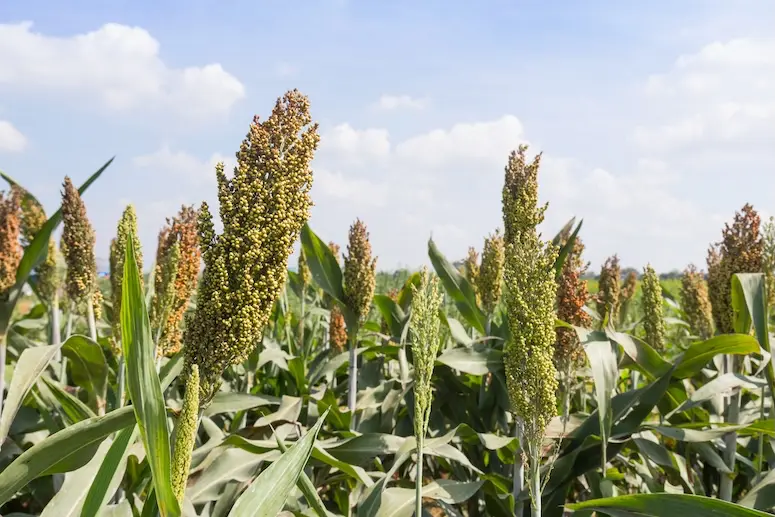 The benefits of jowar