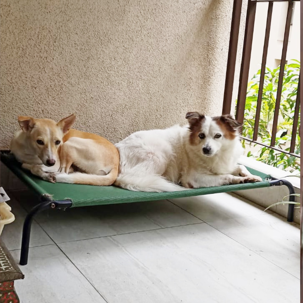 Muffin & Summer